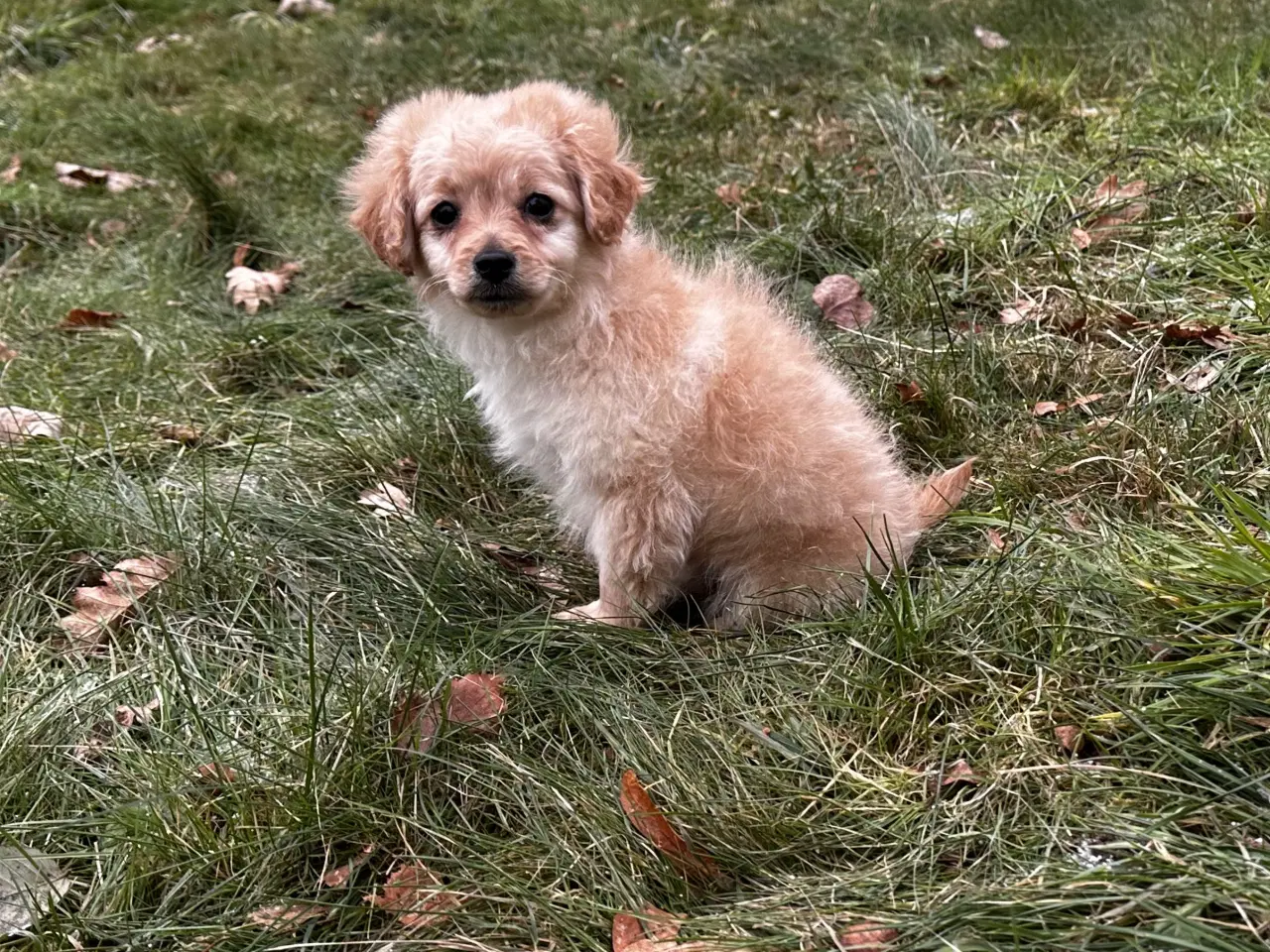 Billede 6 - Cavapoo F2B 