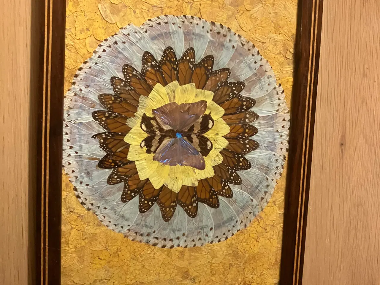 Billede 1 - Bakke med sommerfuglevinger