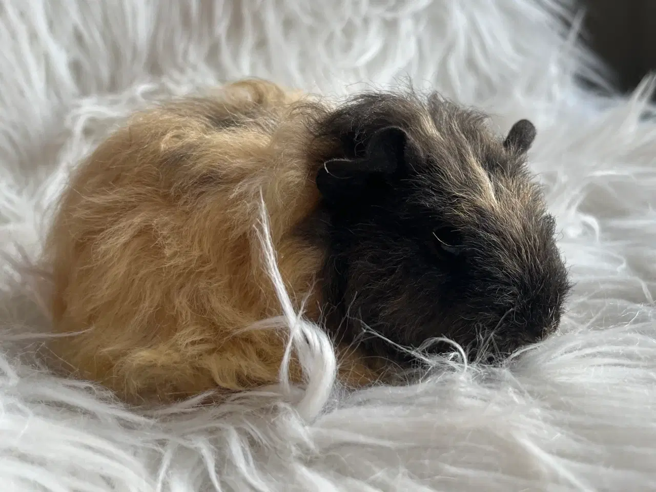 Billede 6 - Hun unge