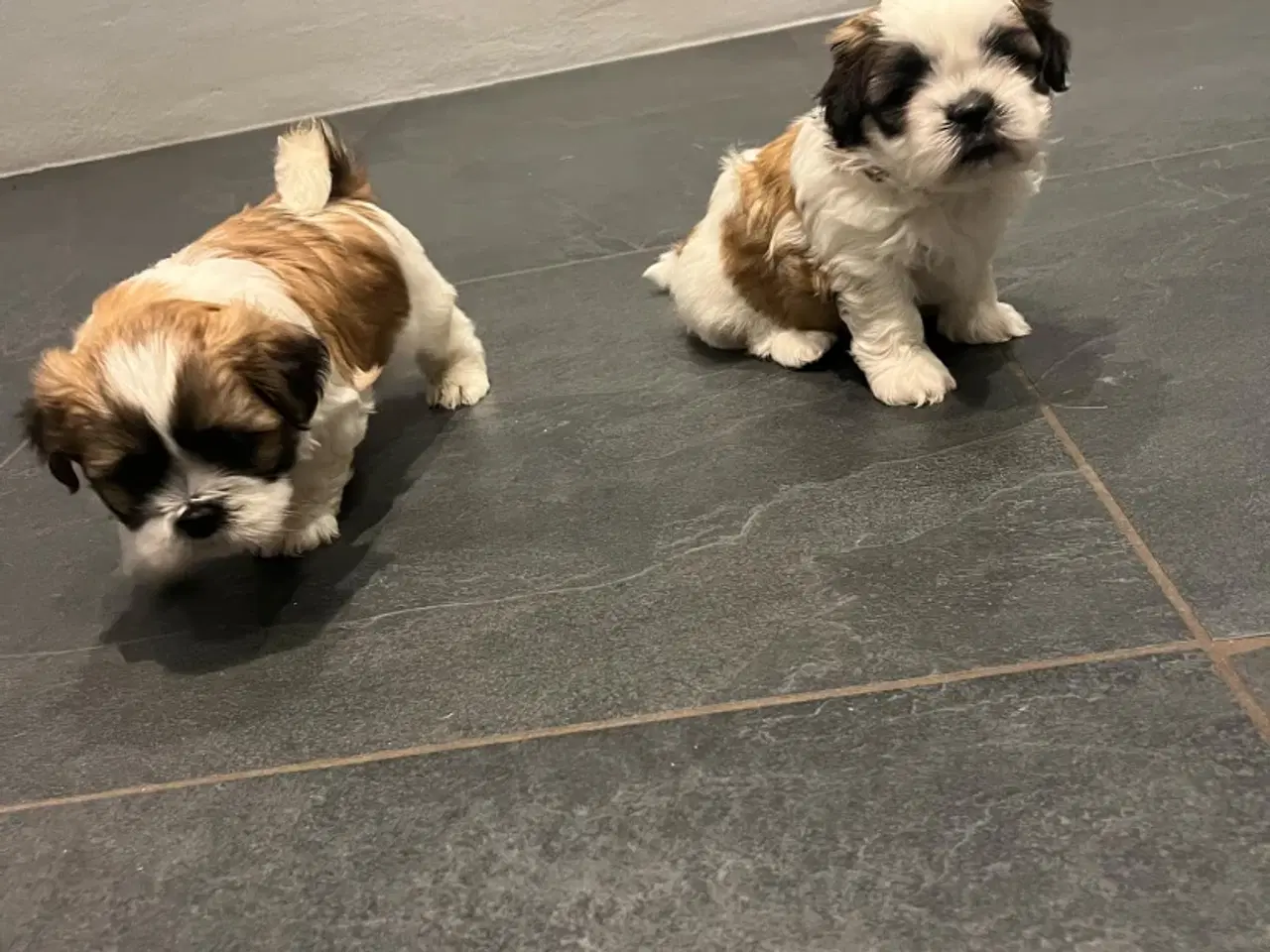 Billede 1 - Hundehvalp - shih tzu