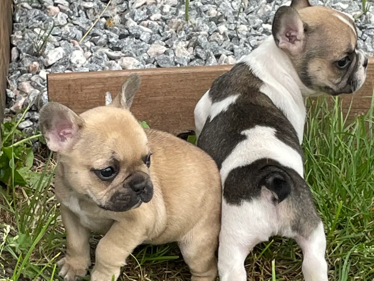 Billede 6 - Franske bulldog hvalpe