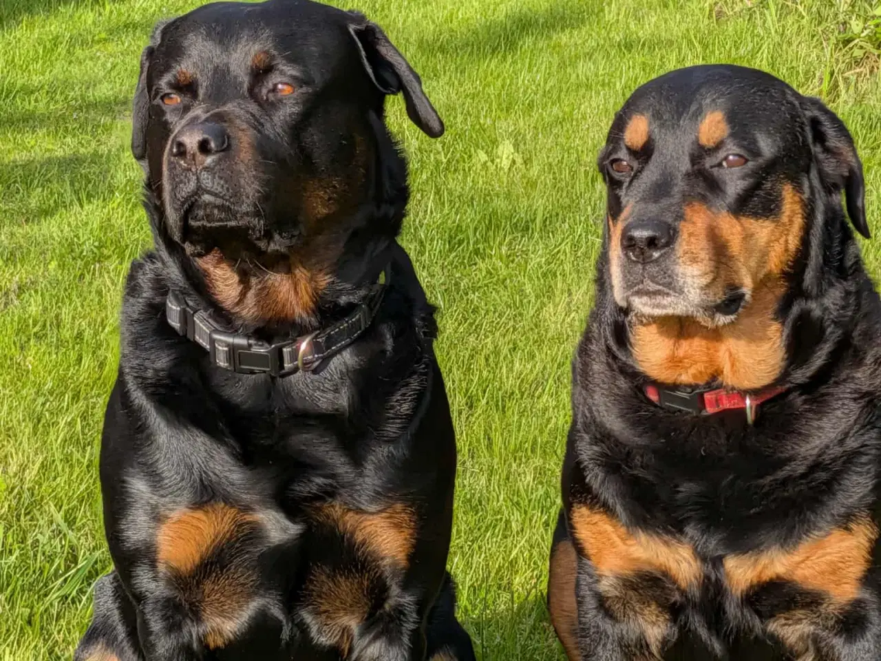 Billede 7 - Labweiler tæve