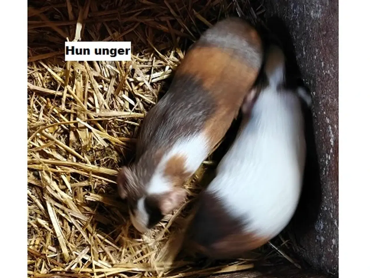 Billede 3 - Marsvine unger