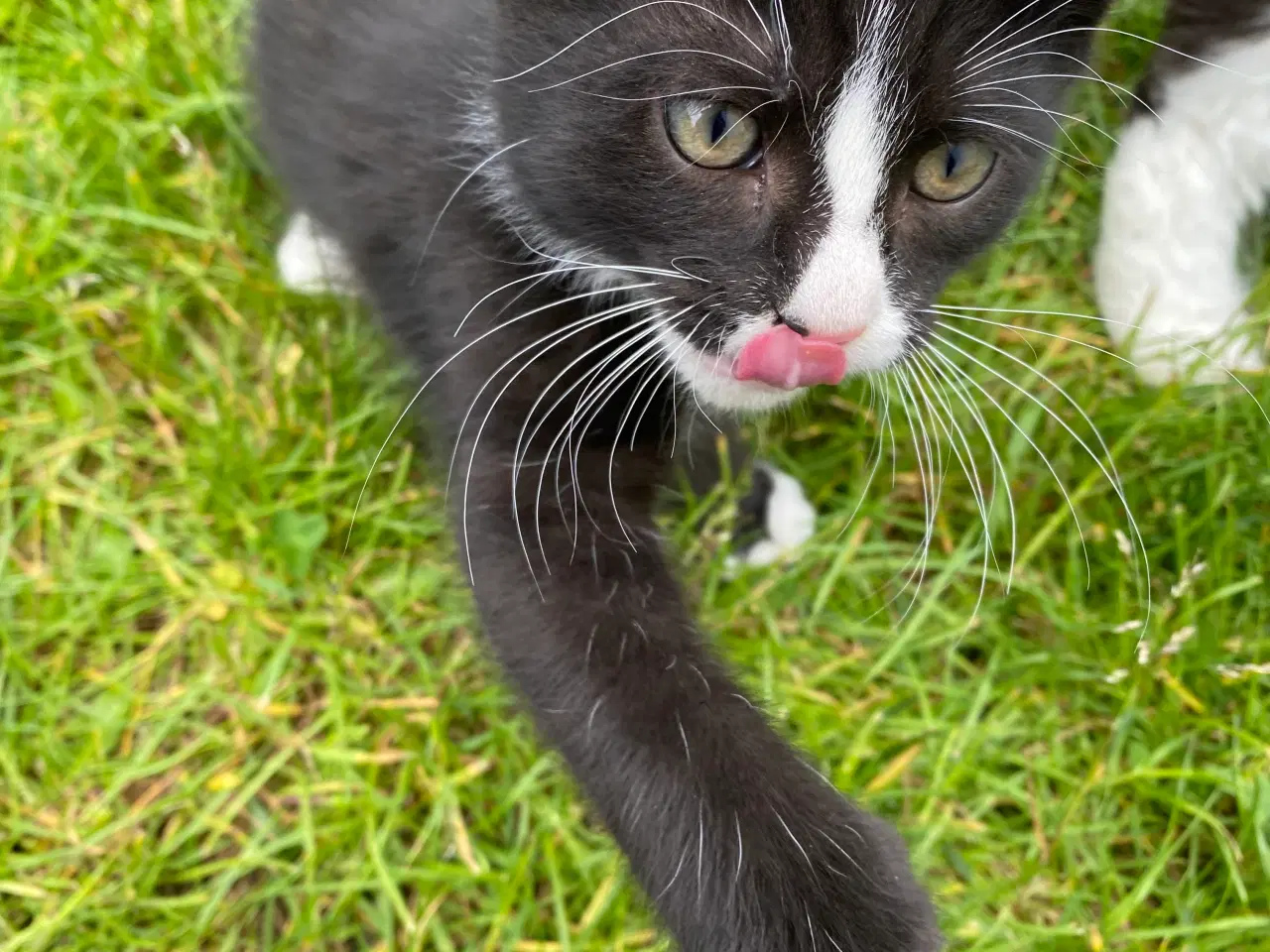Billede 4 - Polydactyl Maine coon blandinger