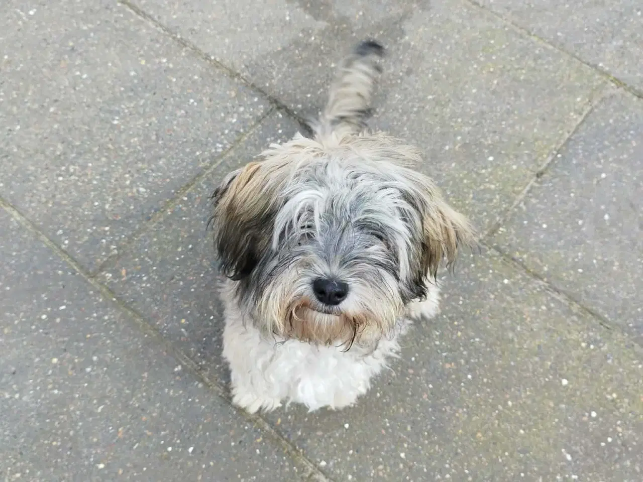 Billede 3 - Baldur søger nyt hjem