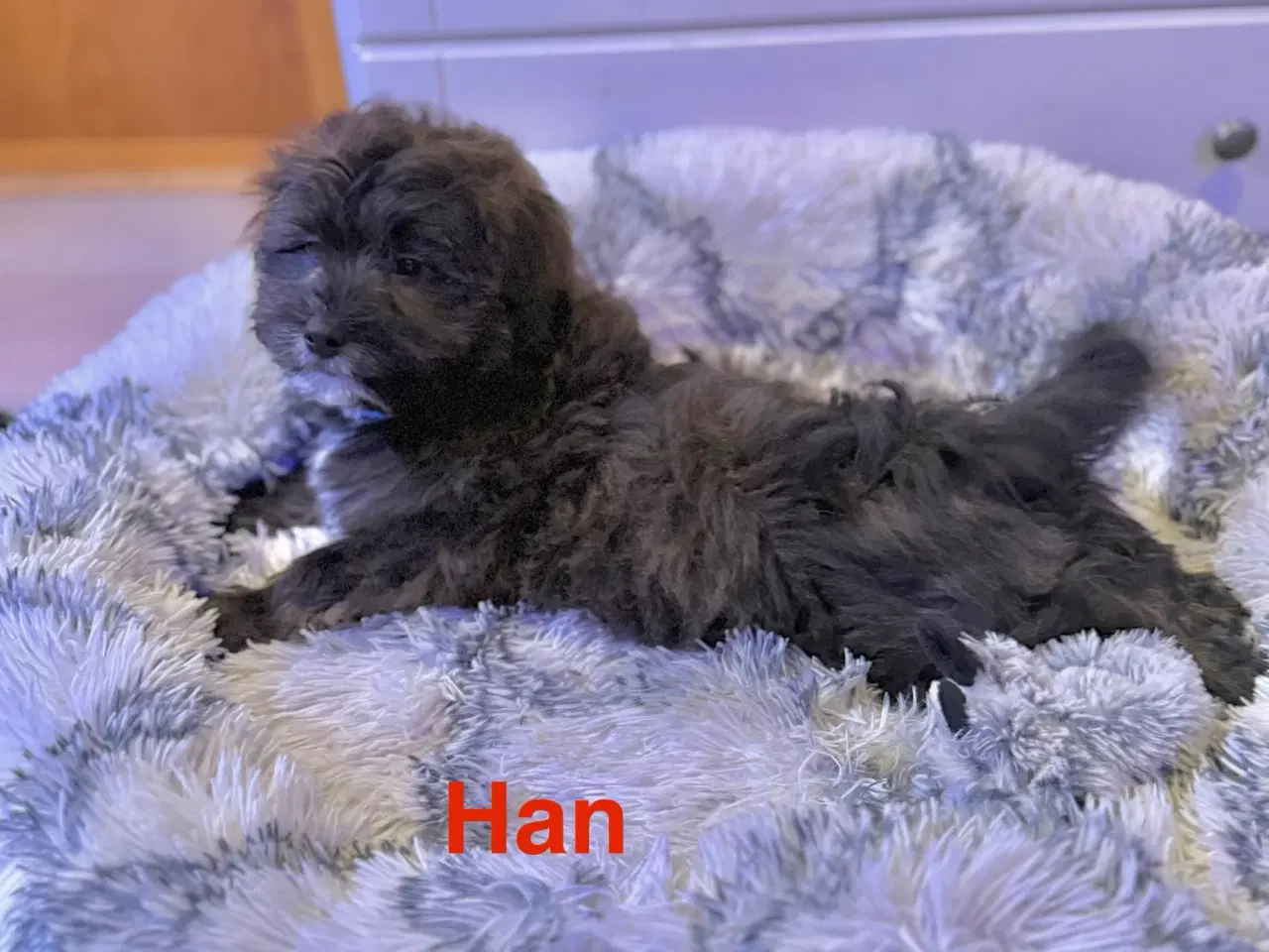 Billede 2 - Cavapoo Far/  Shih tzu-mor/ 