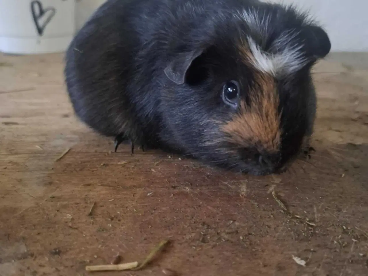 Billede 1 - 1 hun og 1 han unge