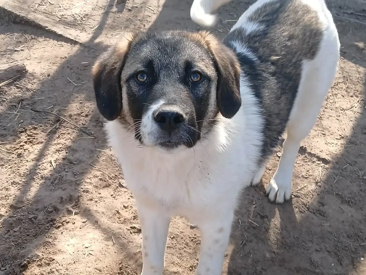 Billede 7 - Smukkeste Savannah 🩷