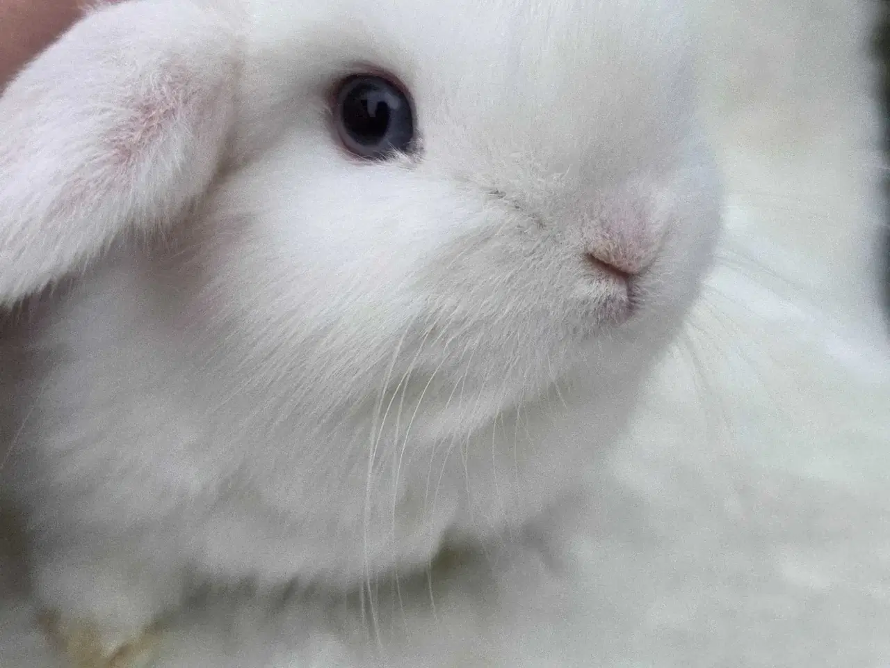 Billede 2 - Børnevenlig minilop klar i vinterferien