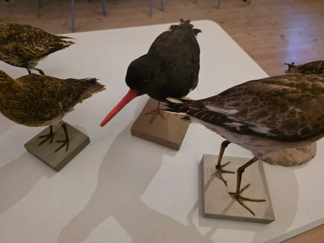 Billede 3 - Vadefugle, sælges samlet eller hver for sig