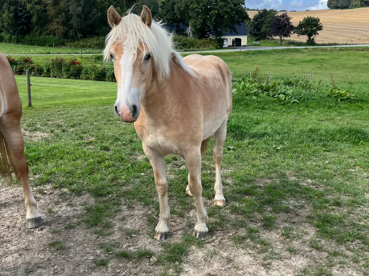 Billede 2 - 1 års haflinger hoppe efter 1 klasse forældre