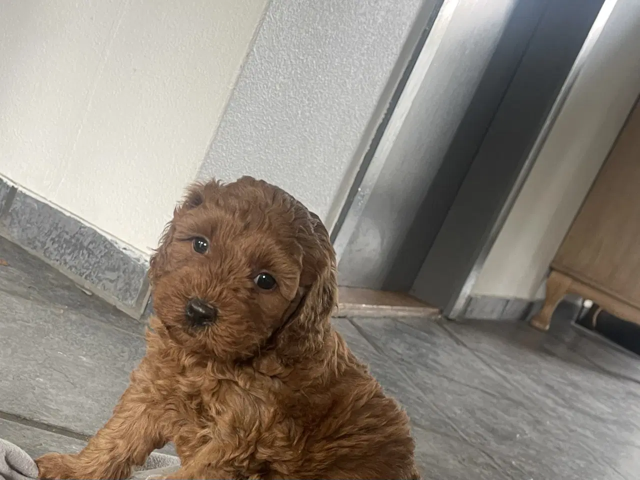 Billede 1 - ❤️ Skønne maltipoo-hvalpe søger kærlige hjem ❤️