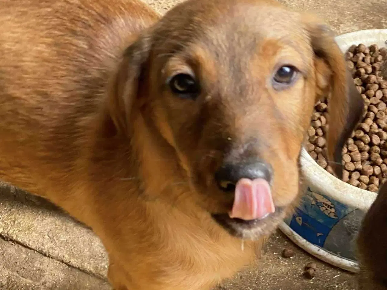 Billede 7 - Sødeste Charlie søger 4ever familie 💙