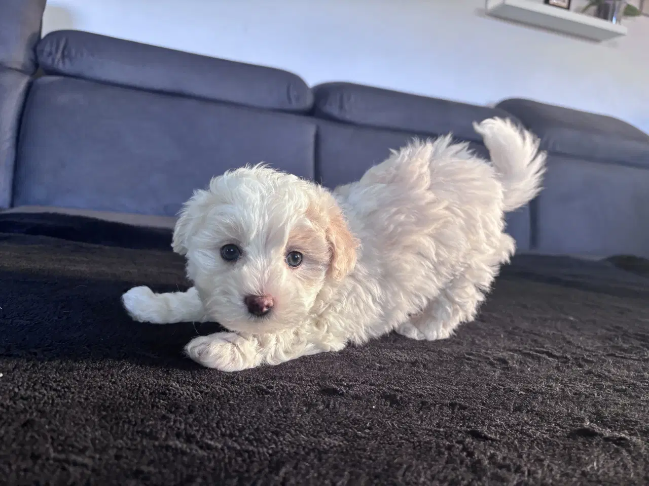 Billede 5 - Maltipoo Puddel Maltese