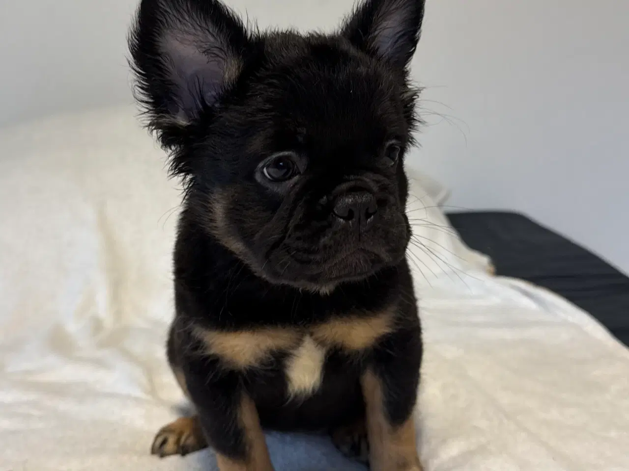 Billede 8 - Fluffy Fransk bulldog valpar leveranklara