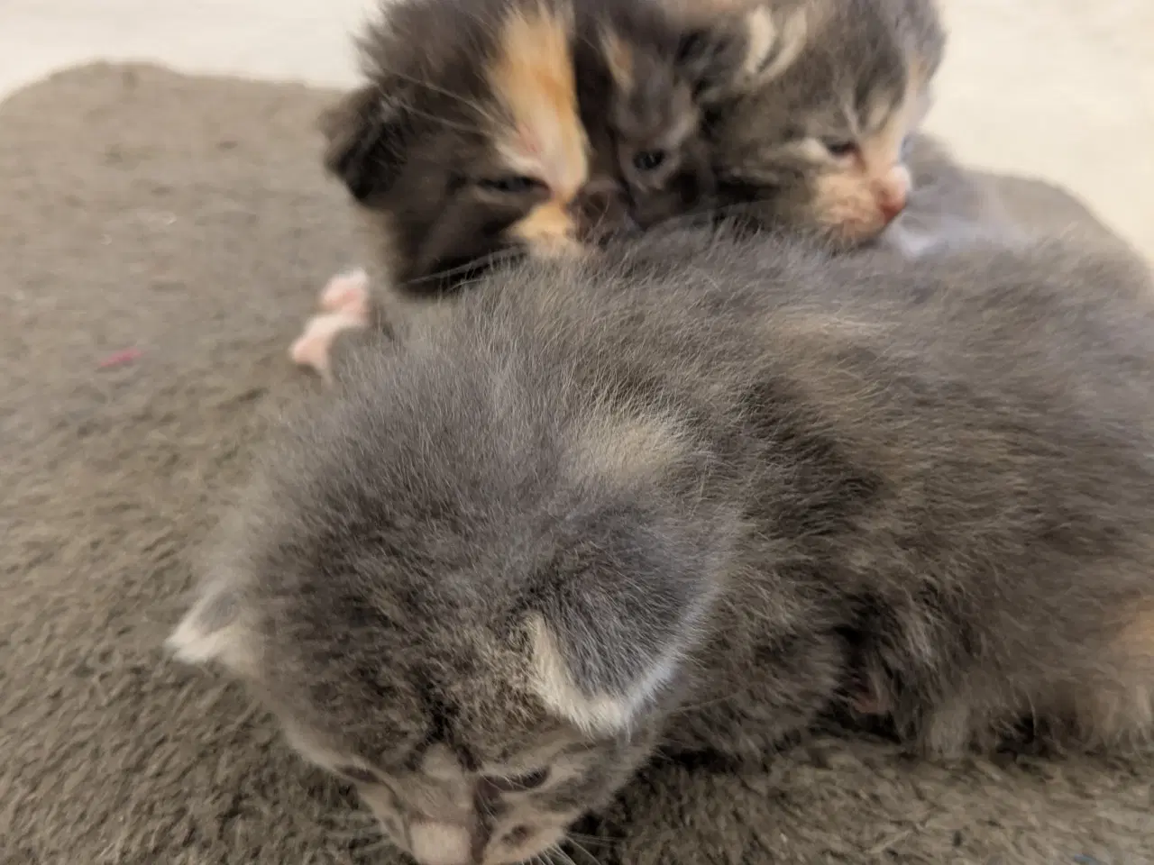 Billede 1 - Maine coon mix