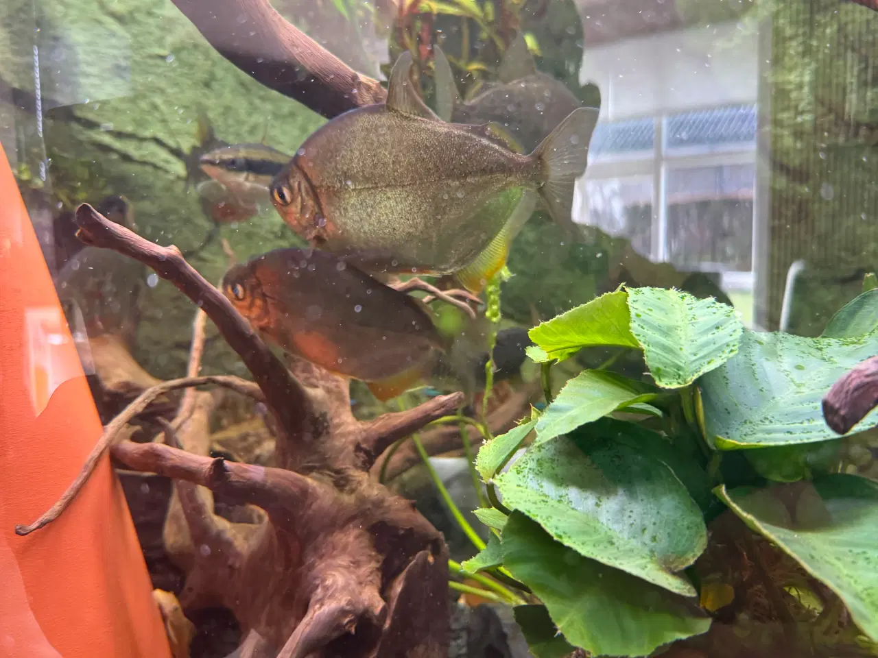 Billede 1 - Store Silver doller 