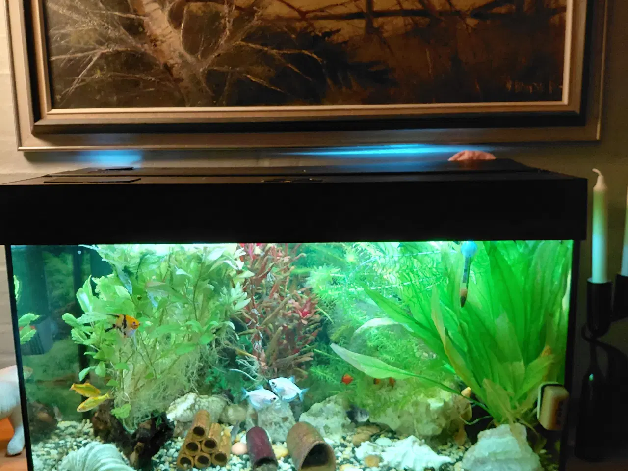 Billede 1 - Juvel 125 l akvarium