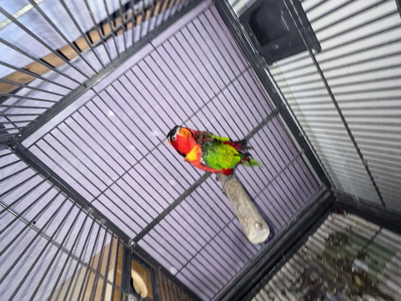 Billede 2 - mange lorier med grønne skuldre og sorte hoveder