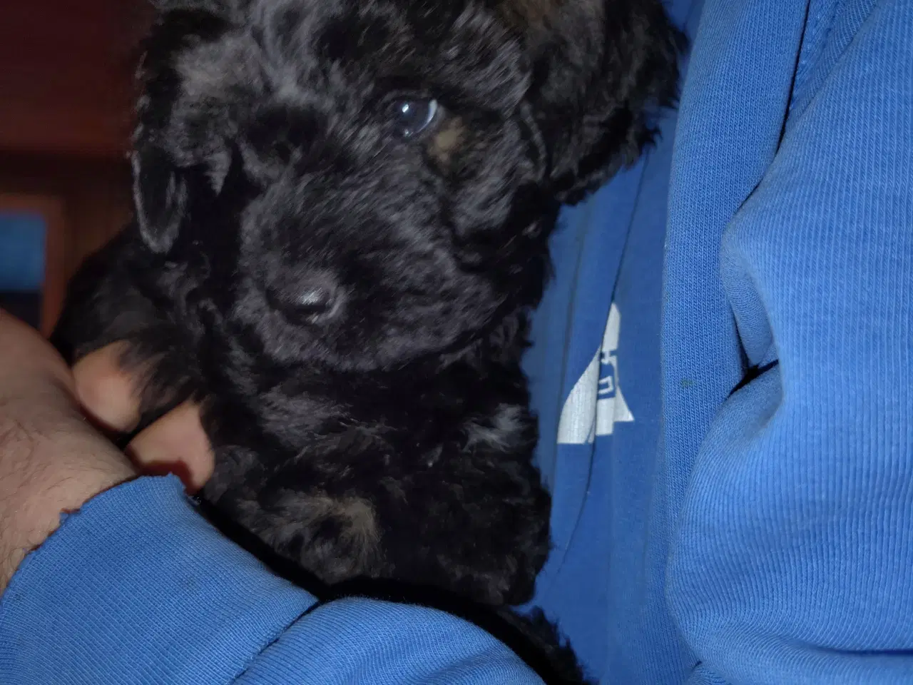 Billede 8 - Dejlige bamser 