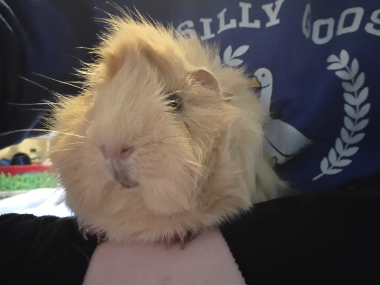 Billede 5 - Marsvin 🥰