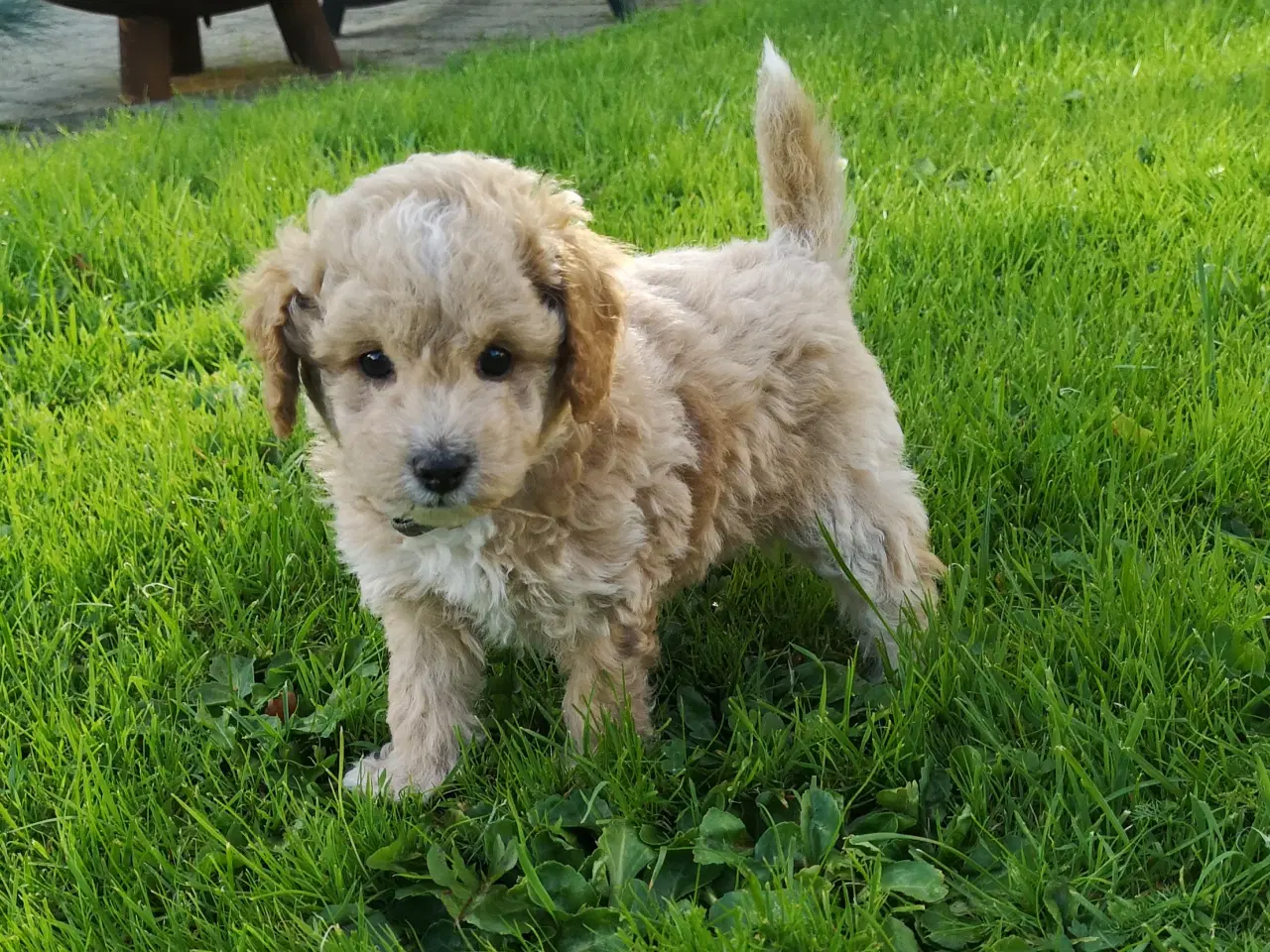 Billede 2 - Cavapoo hvalp