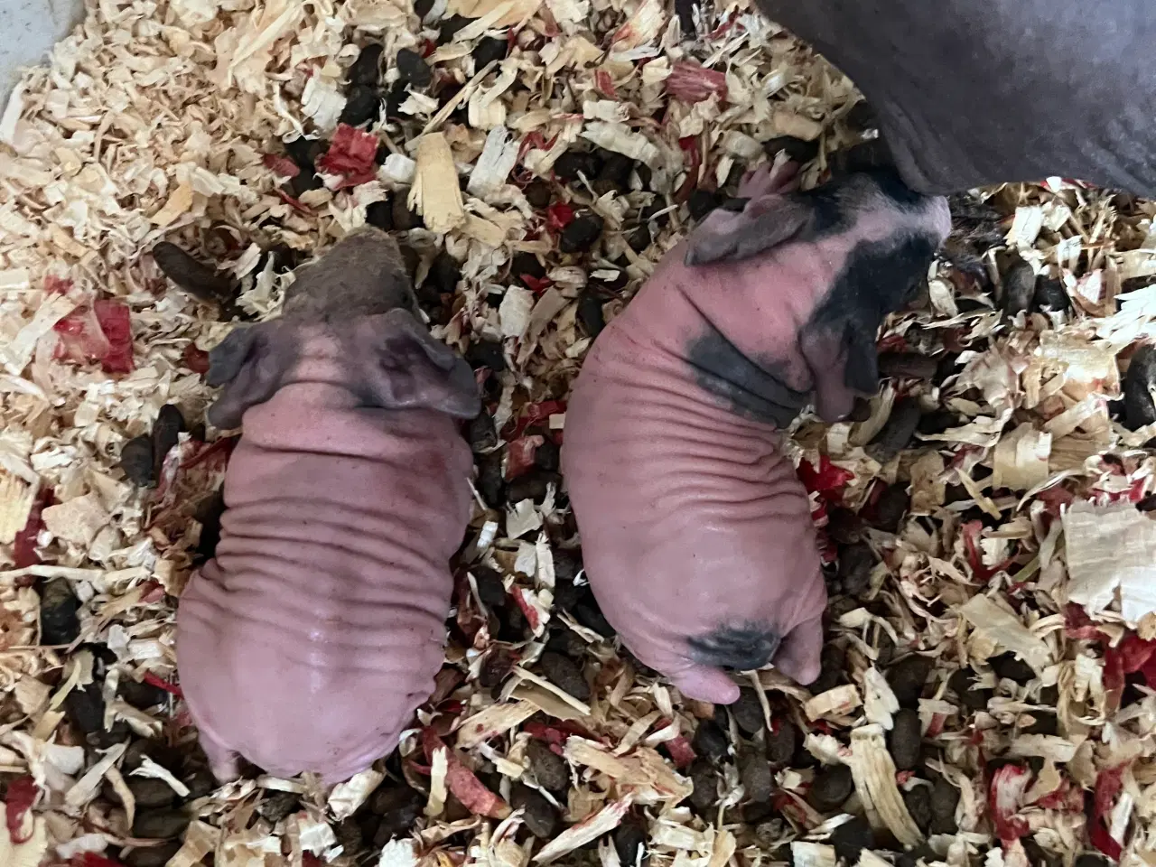 Billede 4 - Marsvin i forskellig aldre  skinner er hunner 
