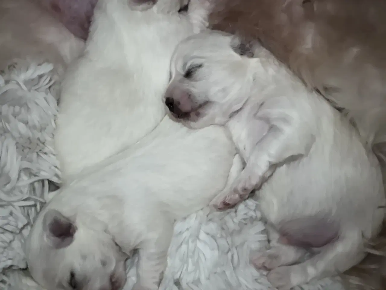 Billede 10 - Malteser/Coton hvalpe 21 dage d 3/3