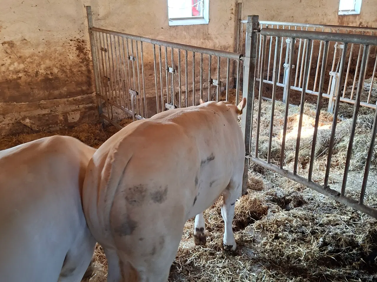 Billede 3 - 3 stk. flotte pollede blonde kvier