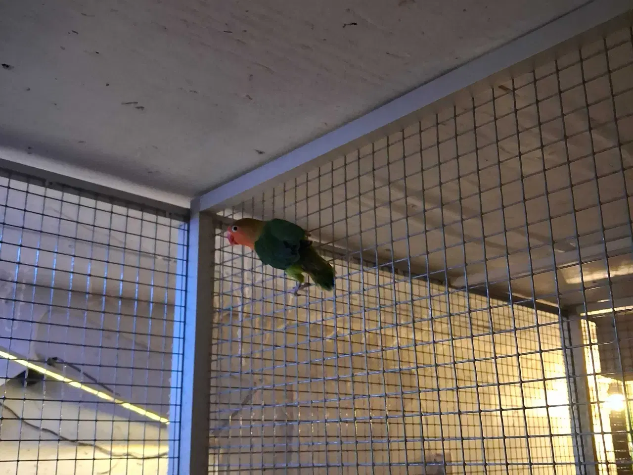Billede 1 - Rødhovedet dvæg papegøje