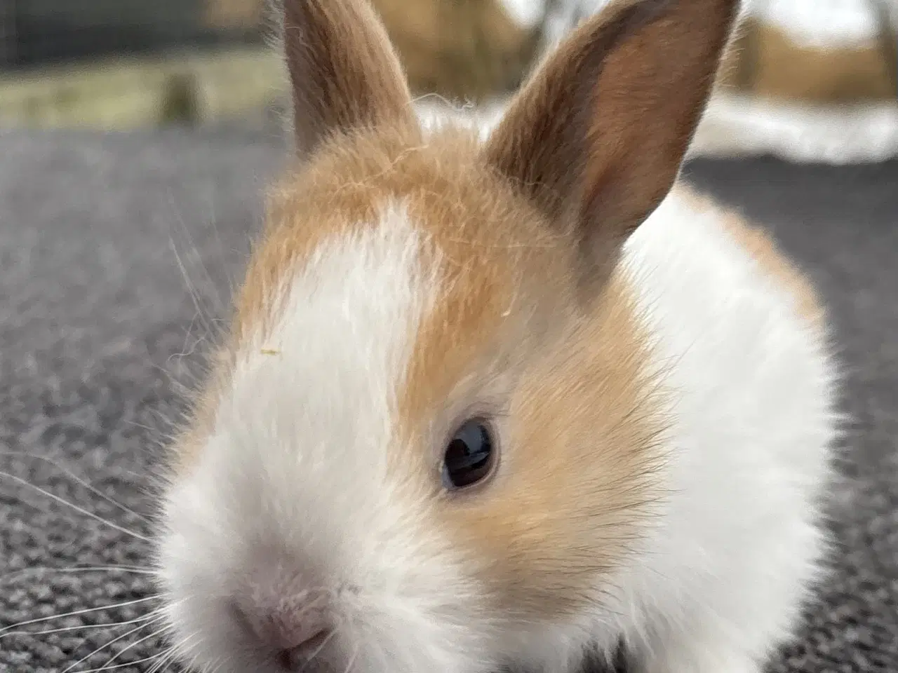 Billede 6 - HOLLÆNDER HAN MADAGASCAR