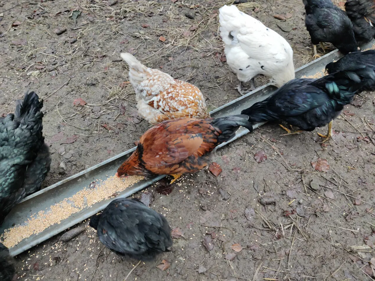 Billede 3 - Haner, blanding af engelsk araucana og barnewelder