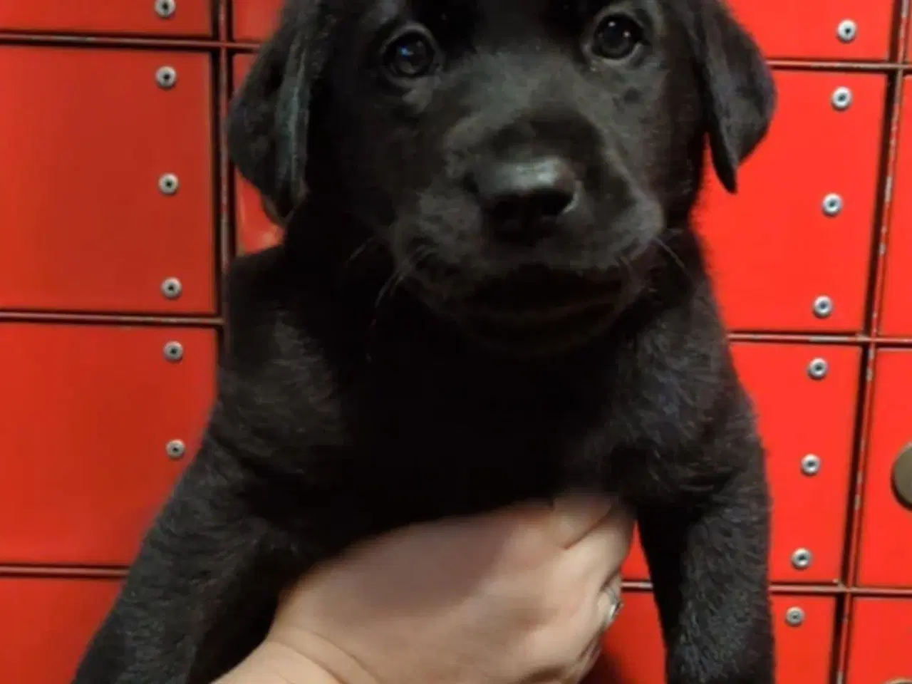 Billede 5 - Labrador blandings hvalpe