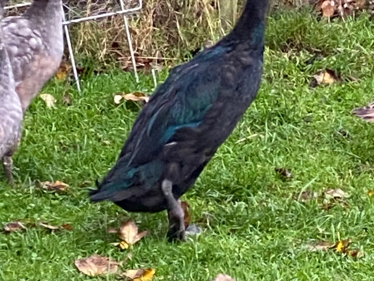 Billede 6 - Løbe ænder