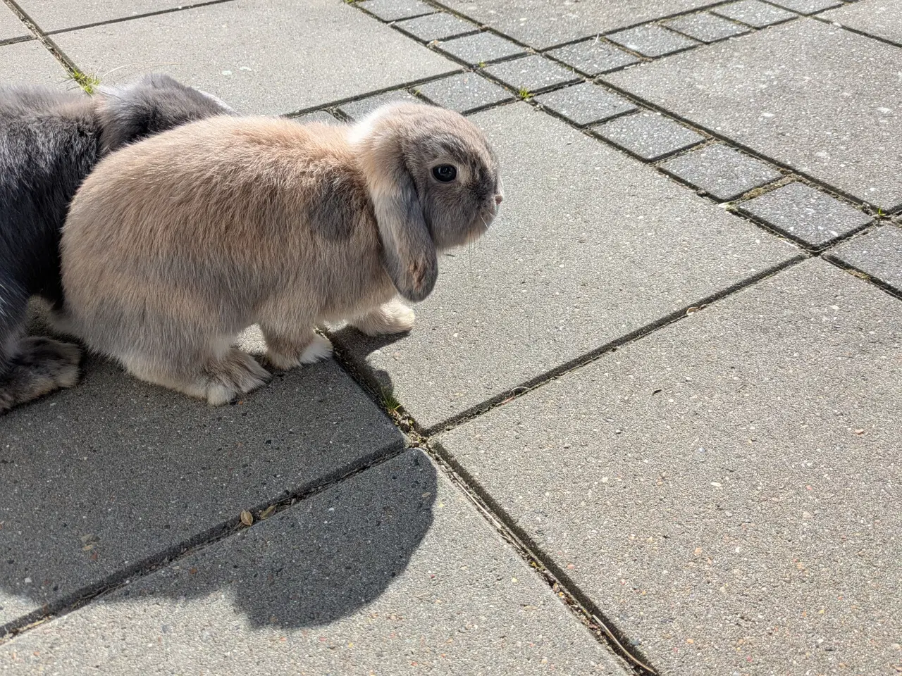 Billede 1 - To minilop kaniner 9 mdr