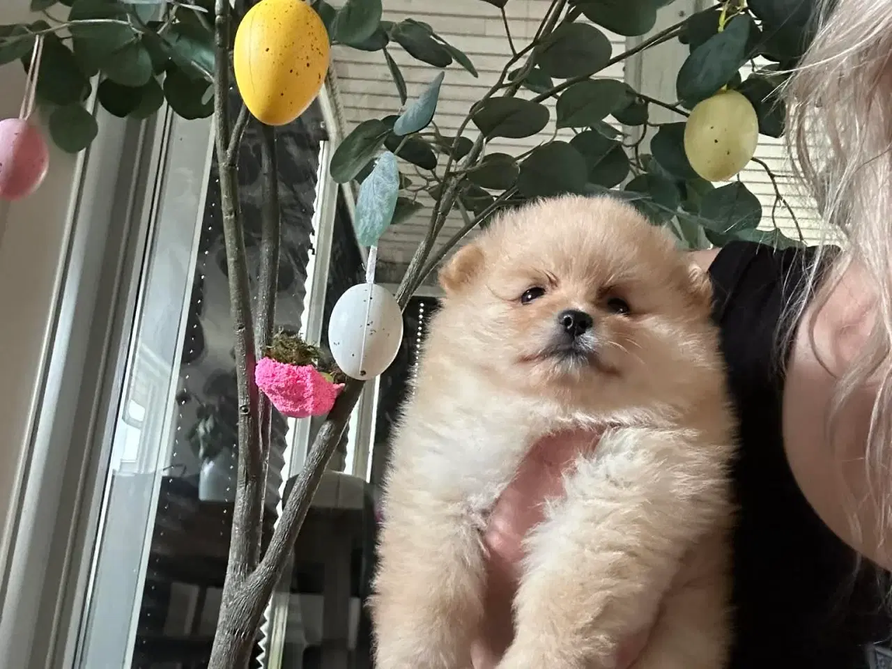 Billede 9 - 3 søde Pomeranian tæver søger kærlige hjem