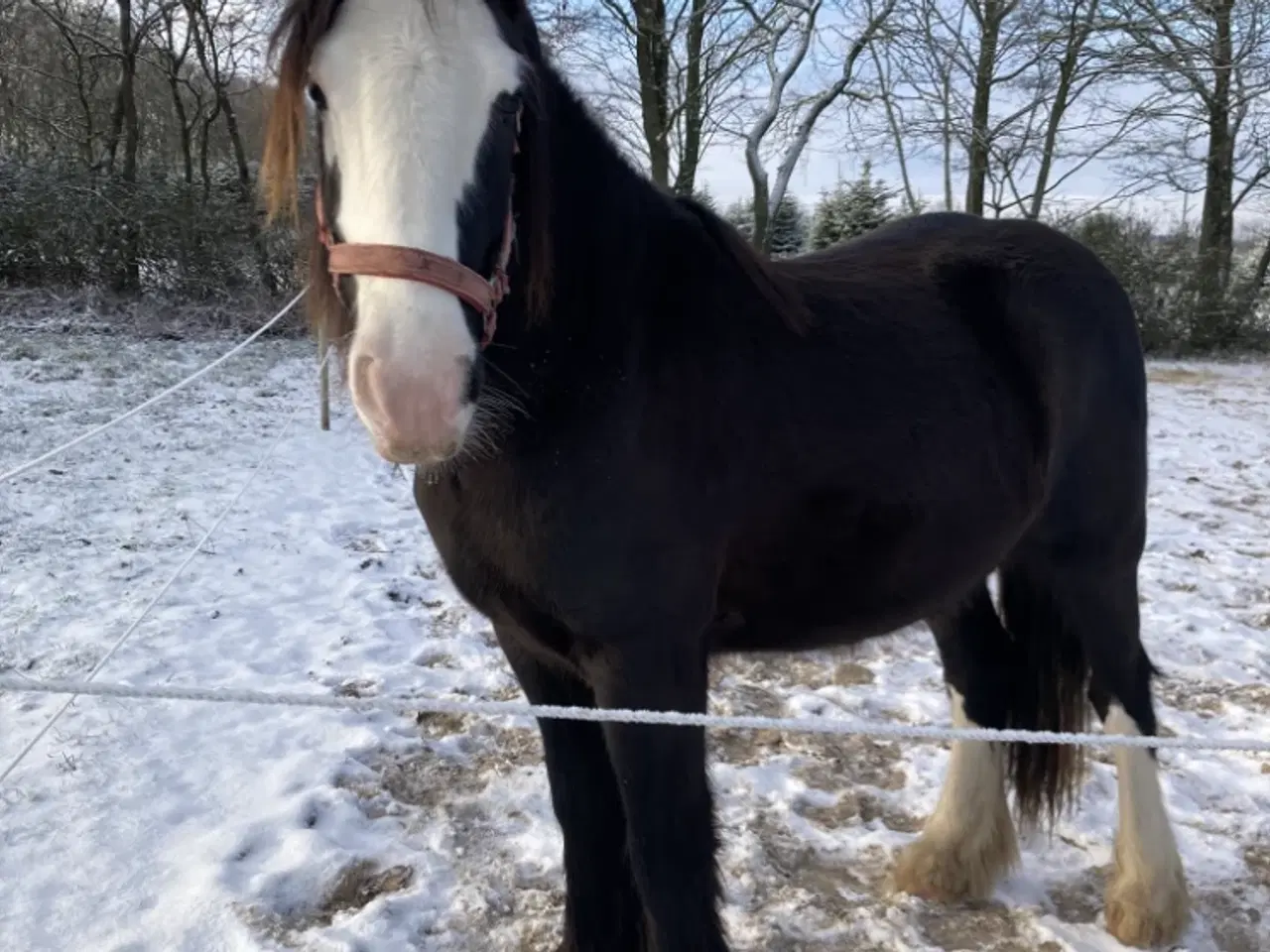 Billede 7 - Irish cob hoppe