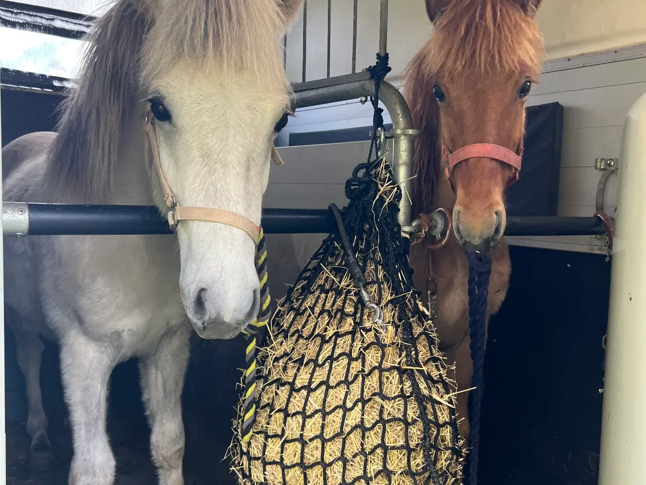 Billede 4 - Skønne Solfagur 