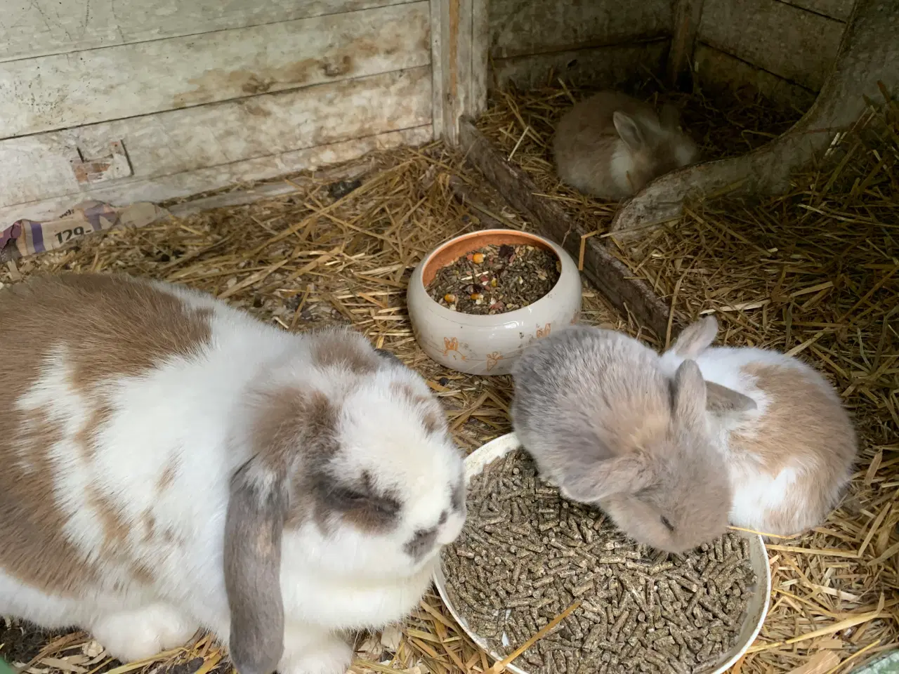 Billede 6 - Mini lop baby 