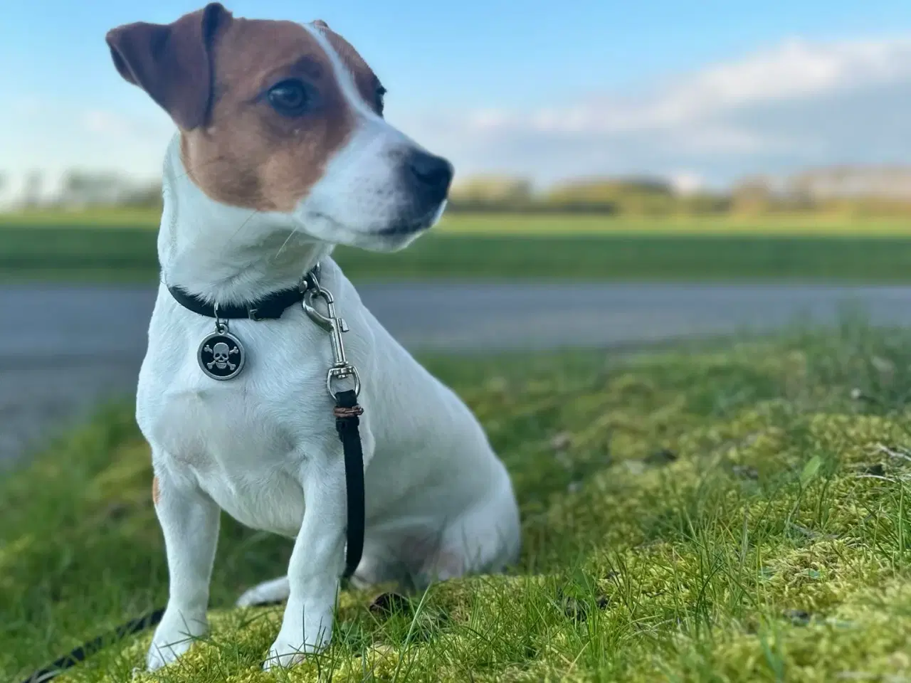 Billede 9 - Jack Russell terrier puppies 