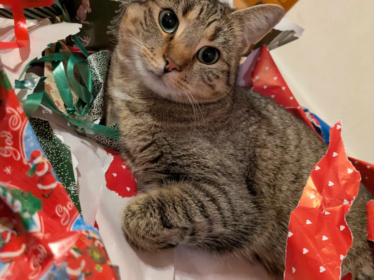 Billede 5 - Verdens bedste kat