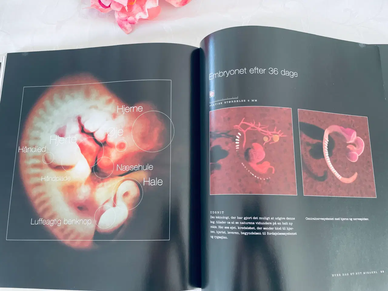 Billede 7 - Fra undfangelse til fødsel