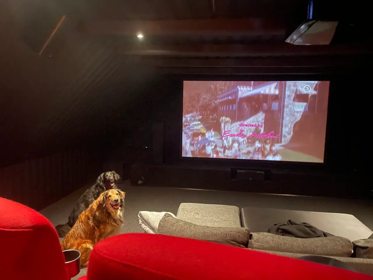 Billede 1 - Max & Murphy