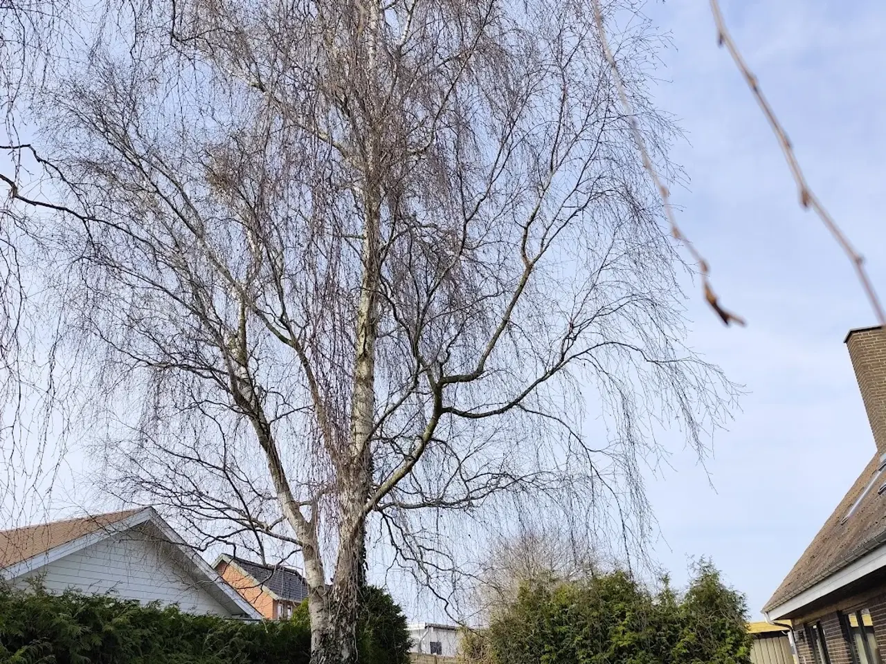 Billede 2 - Gratis brænde: Fælg selv