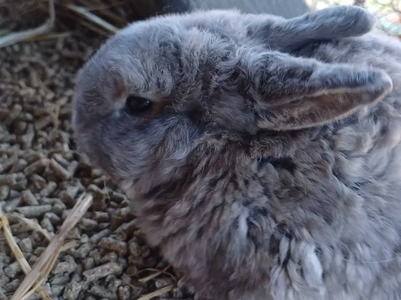 Billede 1 - Kaninunger sælges