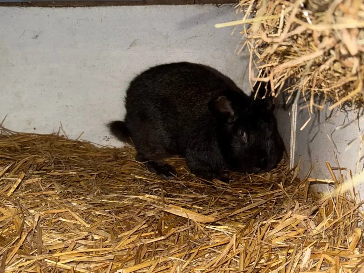 Billede 4 - Unge hankaniner (Giant Spotted) til salg zone 6818