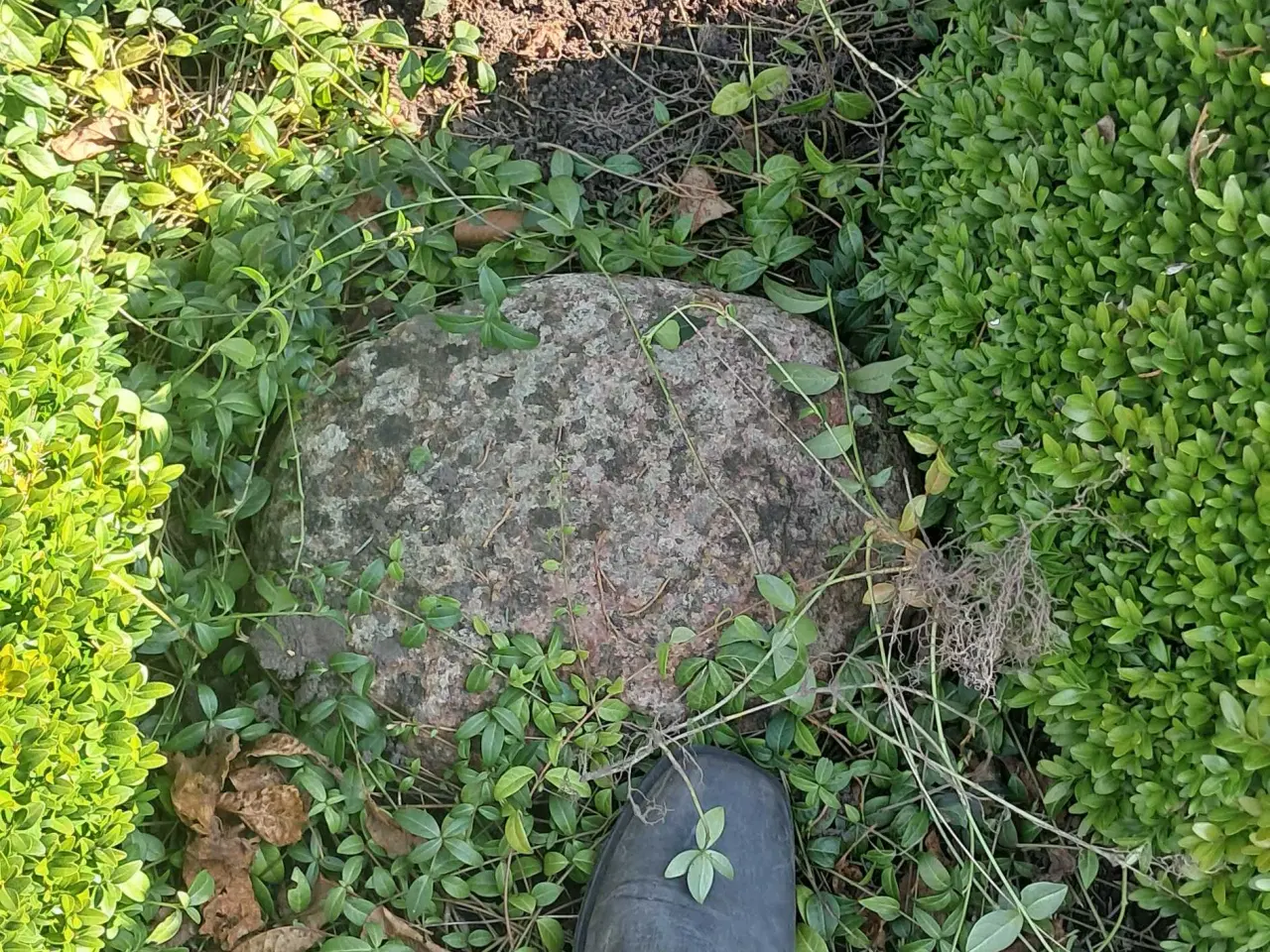 Billede 10 - Boksbom og gratis havesten