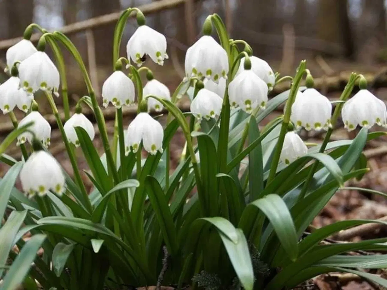 Billede 1 - Søger Dorthealiljer 