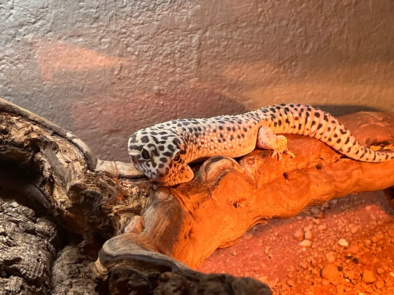 Billede 1 - Leopardgekko, han, med terrarie