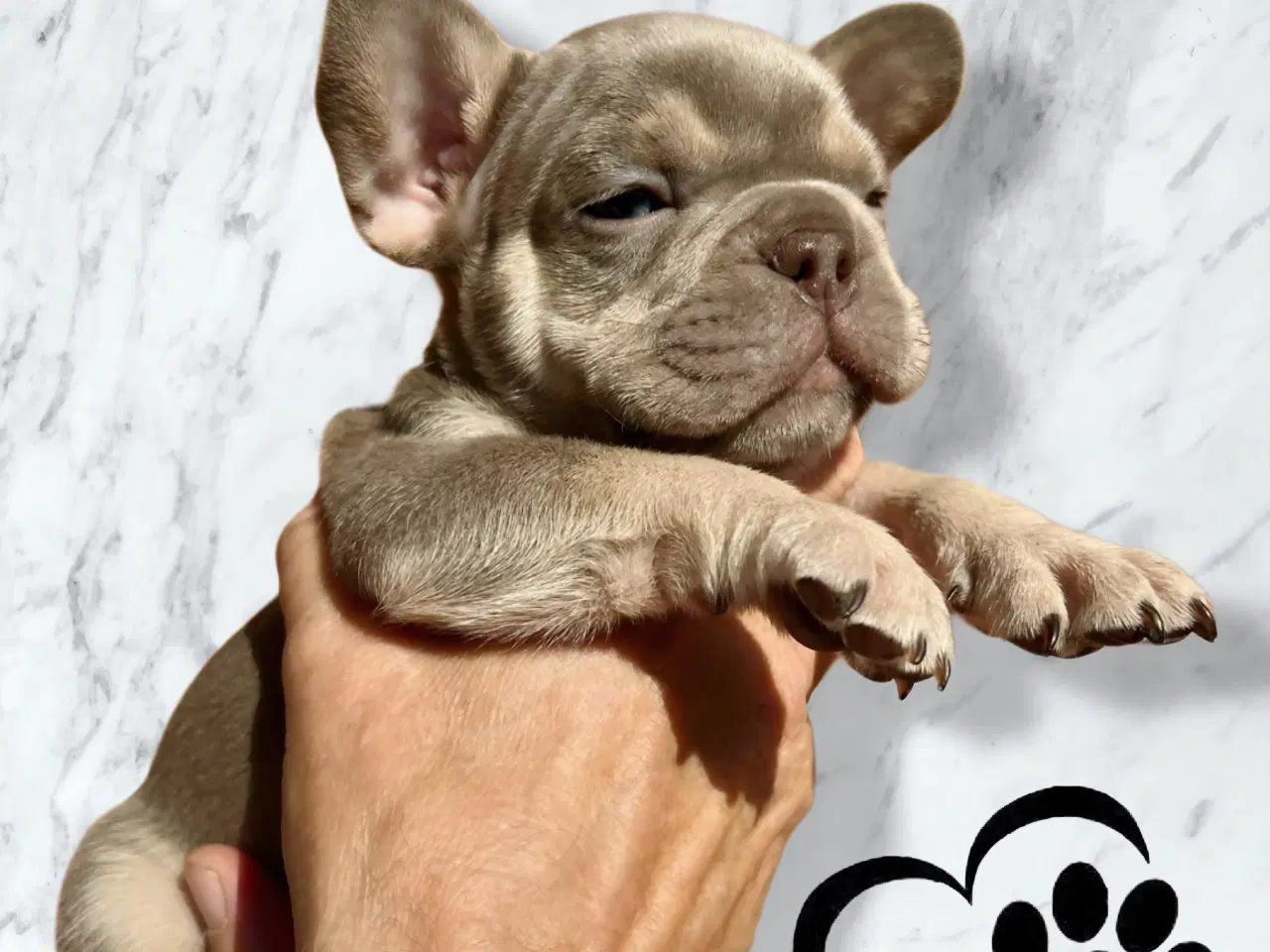 Billede 4 - Fransk bulldog hvalpe m stamtavle fra Avlsgodkende